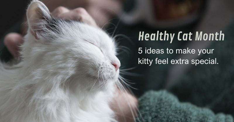 Keep Your Cat Purring This Month