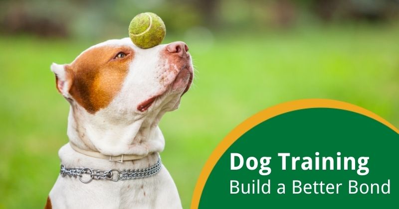 Dog Training Tips and Tricks: Building a Better Bond with Your Pup