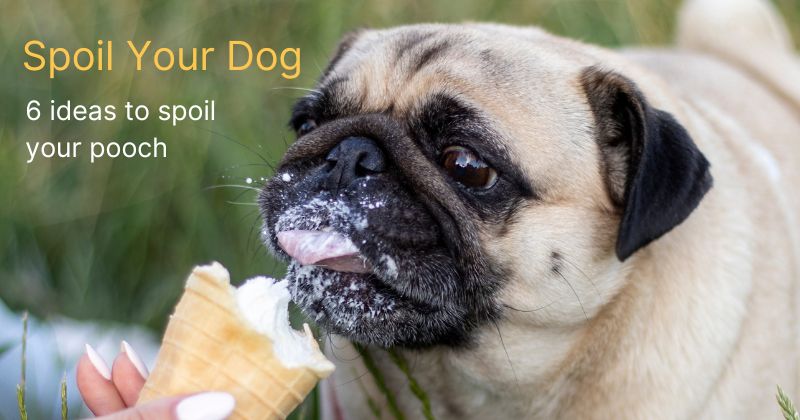 6 Ideas to Spoil Your Dog