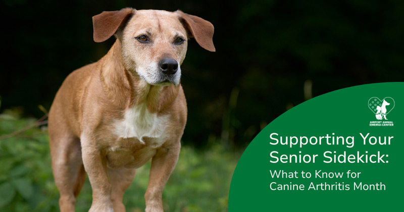 Supporting Your Senior Sidekick: What to know for Canine Arthritis Month
