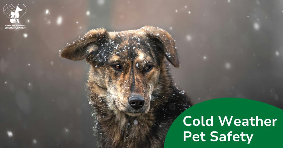 Cold Weather Pet Safety