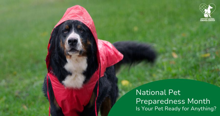 National Pet Preparedness Month