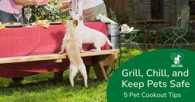 Grill, Chill, and Keep Pets Safe