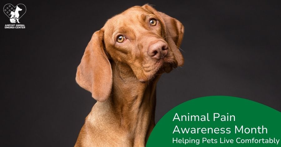 Animal Pain Awareness Month: Helping Pets Live More Comfortably
