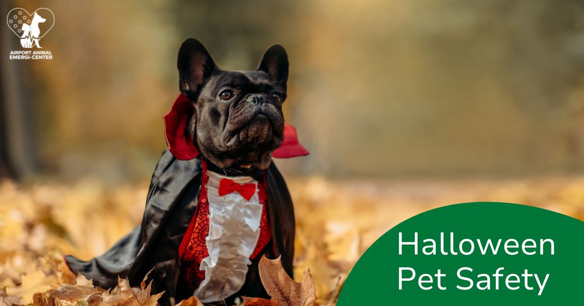 Halloween Pet Safety