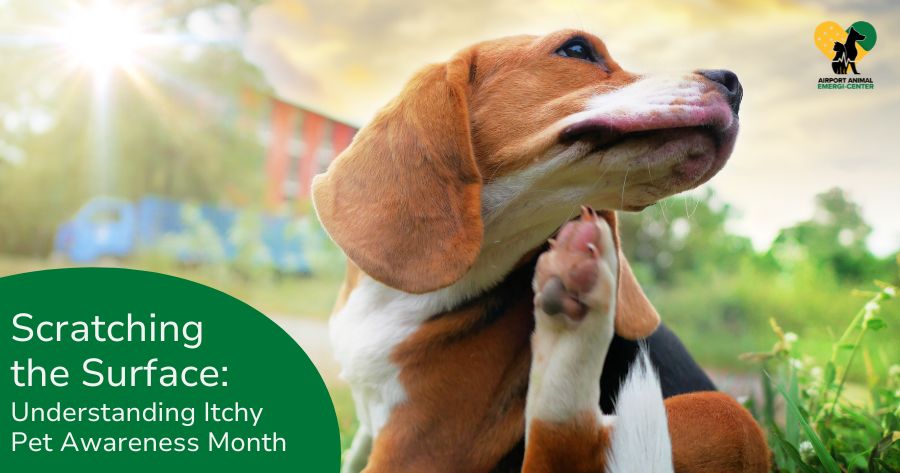 Scratching the Surface: Understanding Itchy Pet Awareness Month