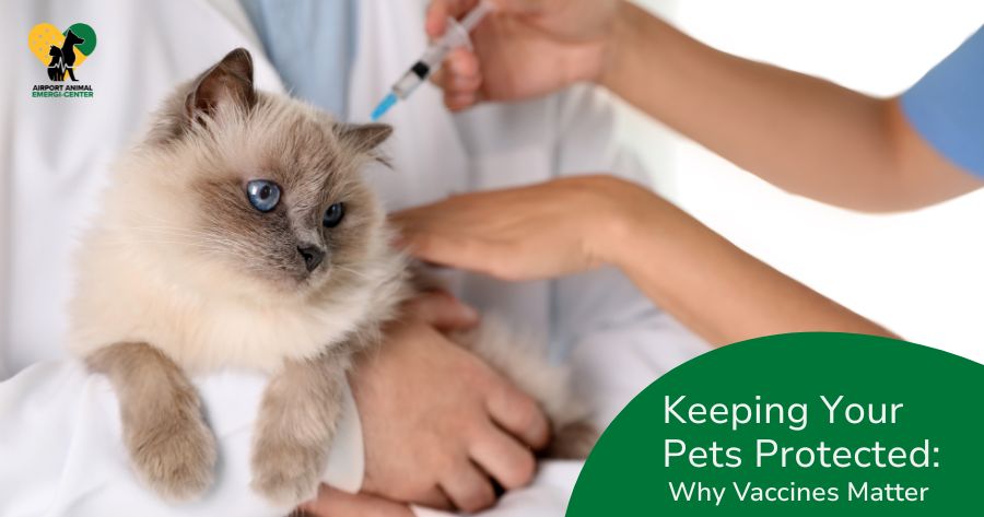 Keeping Your Pet Protected: Why Vaccines Matter