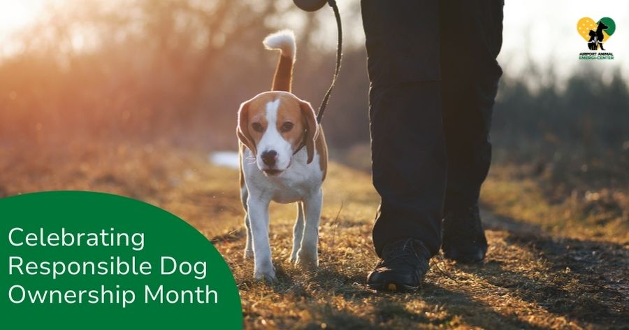 Celebrating Responsible Dog Ownership Month