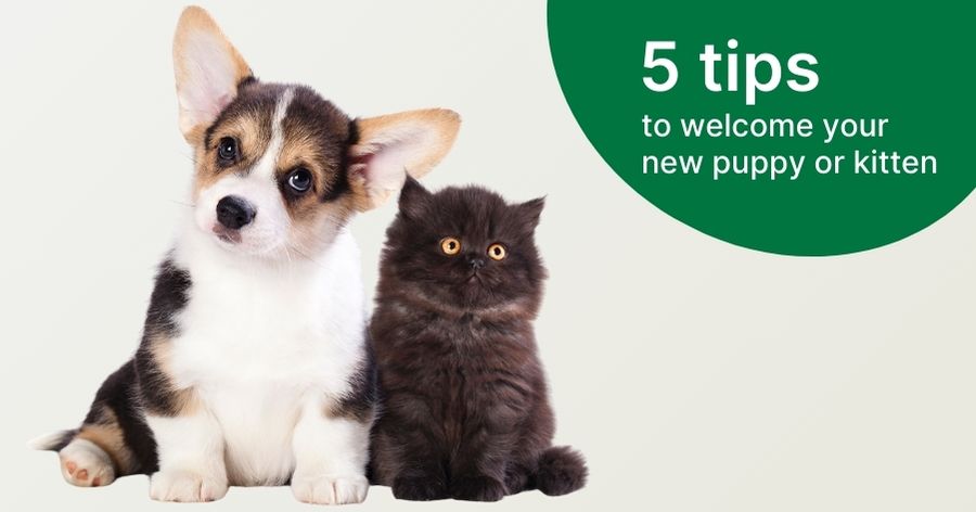 Make Your New Pet Feel at Home