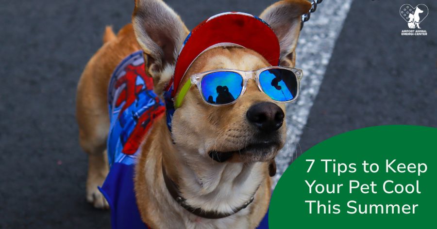 7 Tips to Keep Your Pet Cool This Summer 