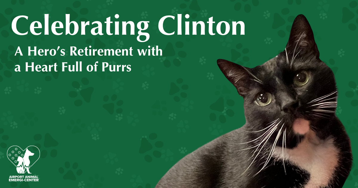Celebrating Clinton: A Hero’s Retirement with a Heart Full of Purrs 