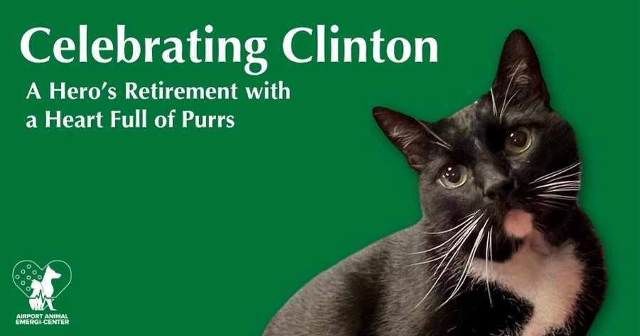 Celebrating Clinton: A Hero’s Retirement with a Heart Full of Purrs 