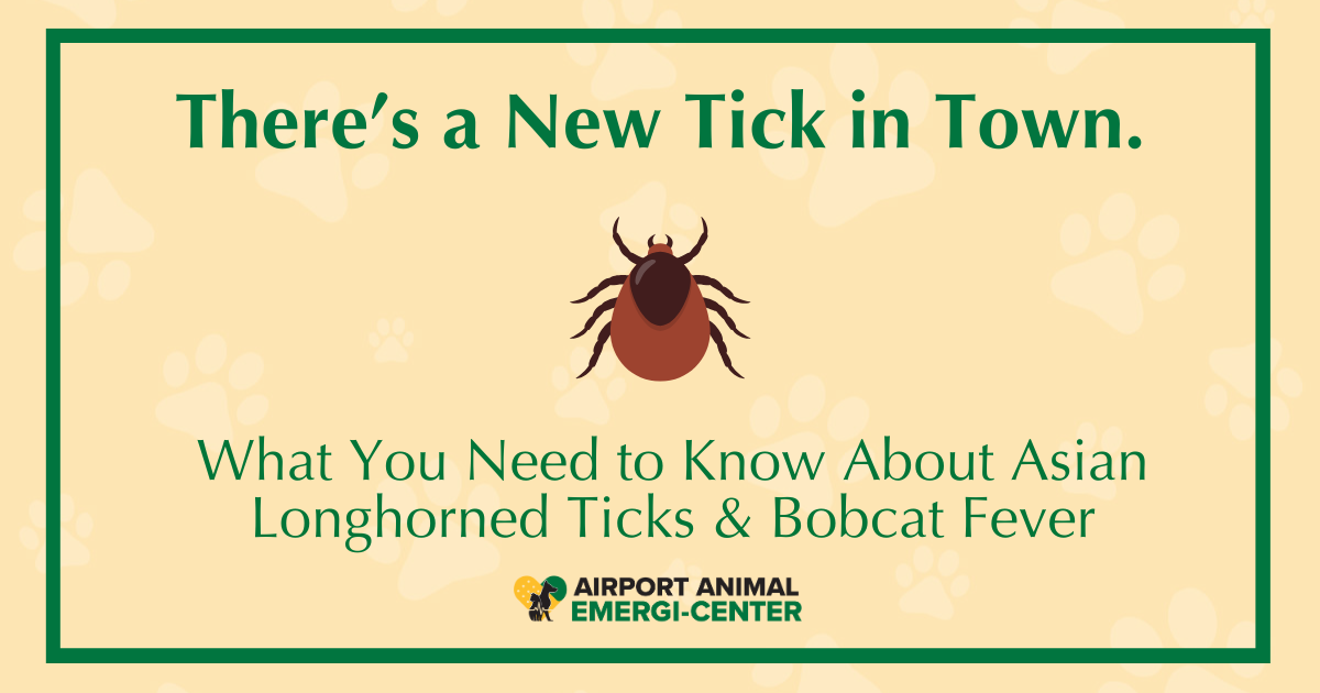 A New Tick in Town: What You Need to Know About the Asian Longhorned Tick and Bob Cat Fever