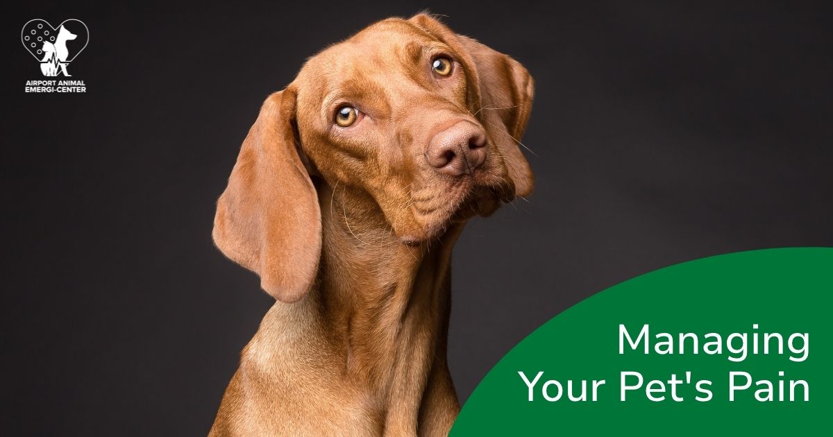 Is Your Pet in Pain? Signs to Watch For and How We Can Help