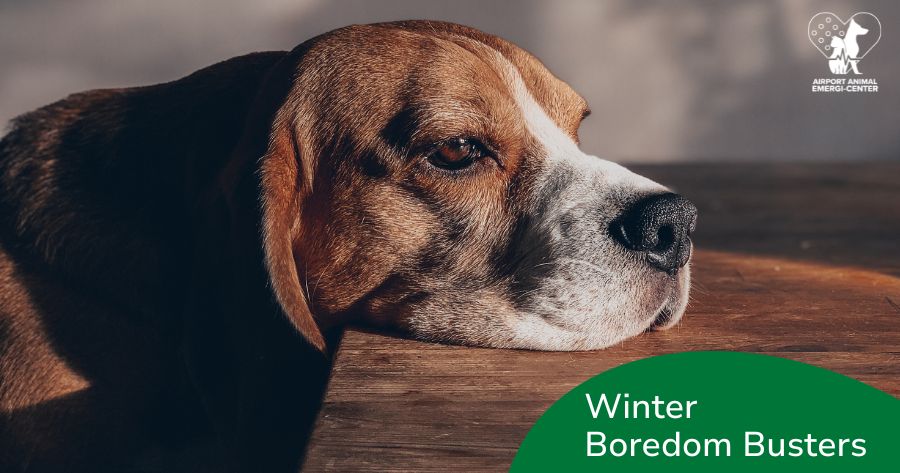 Winter Boredom? Snow Problem—Your Pet’s Covered!