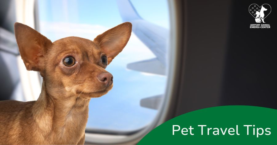 Traveling With Your Pet? Here’s How to Prepare