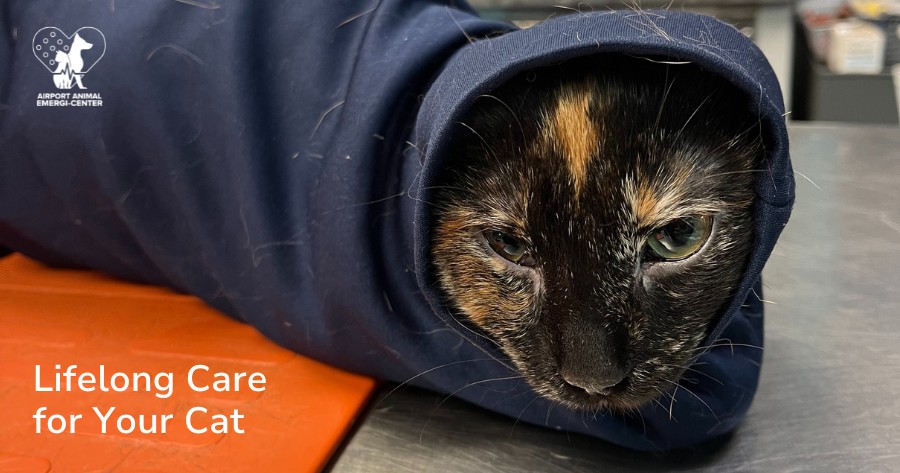 Keep Your Cat Healthy and Happy