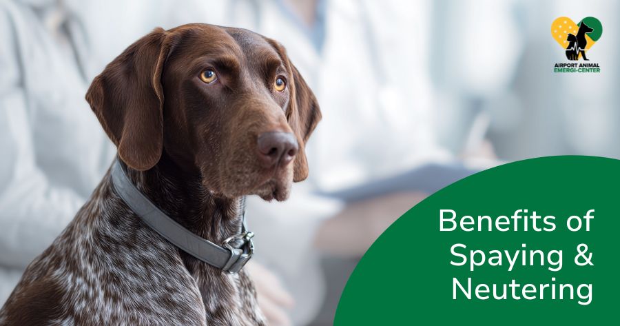 Why Spaying and Neutering Matters