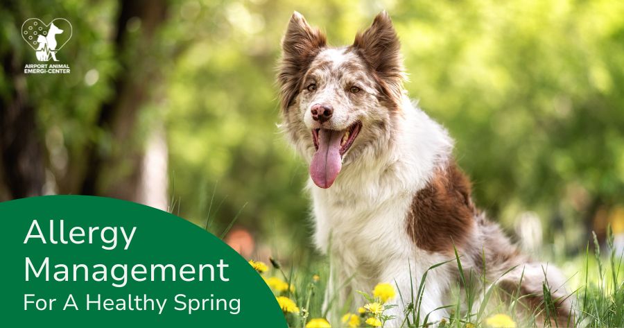 Seasonal Pet Allergies in Indianapolis