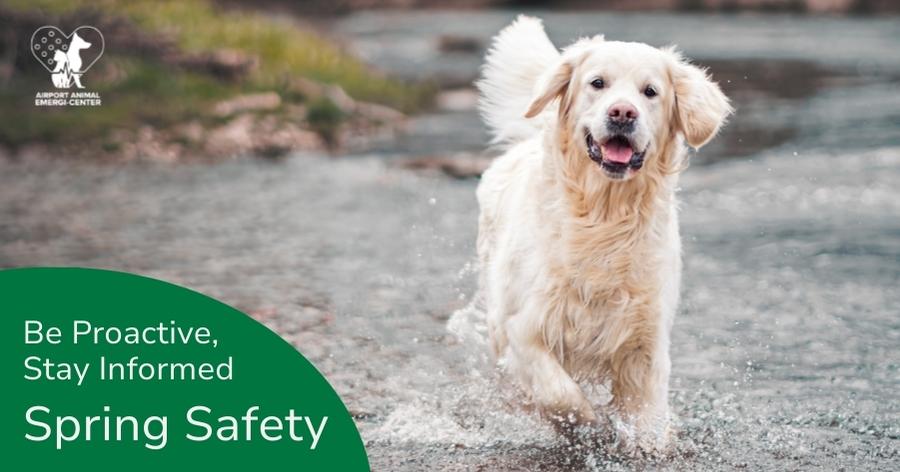 Spring Pet Wellness & Safety Guide