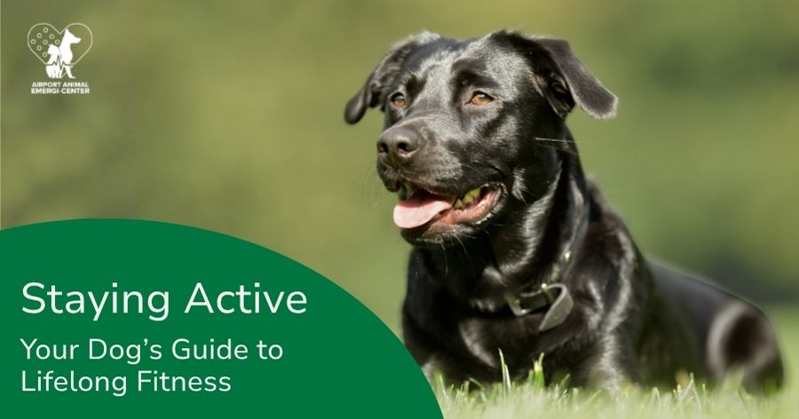 Keeping Your Dog Happy, Healthy, & Moving