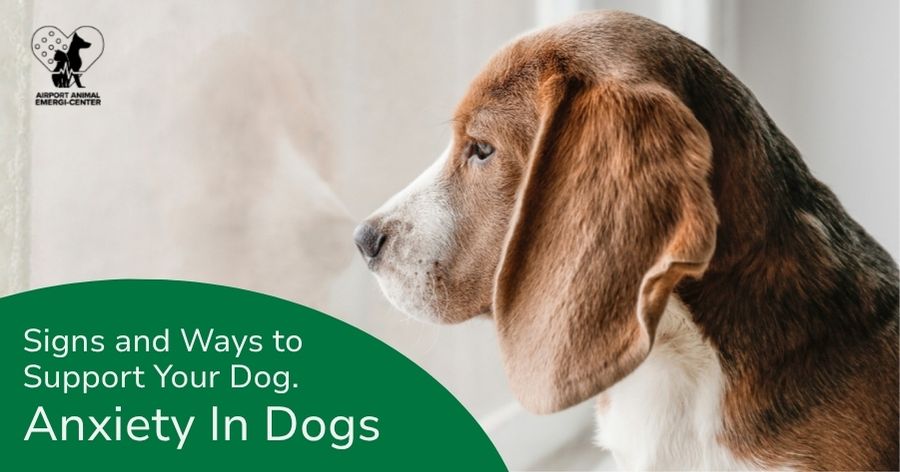 Understanding Dog Anxiety