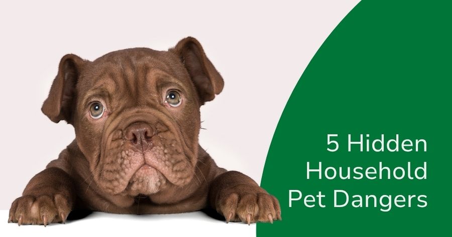 The Usual Suspects of Pet Poisoning