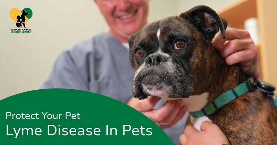 Lyme Disease in Indianapolis Pets 