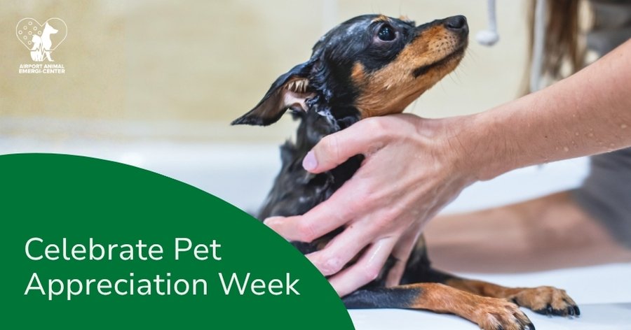 Celebrate Pet Appreciation Week 