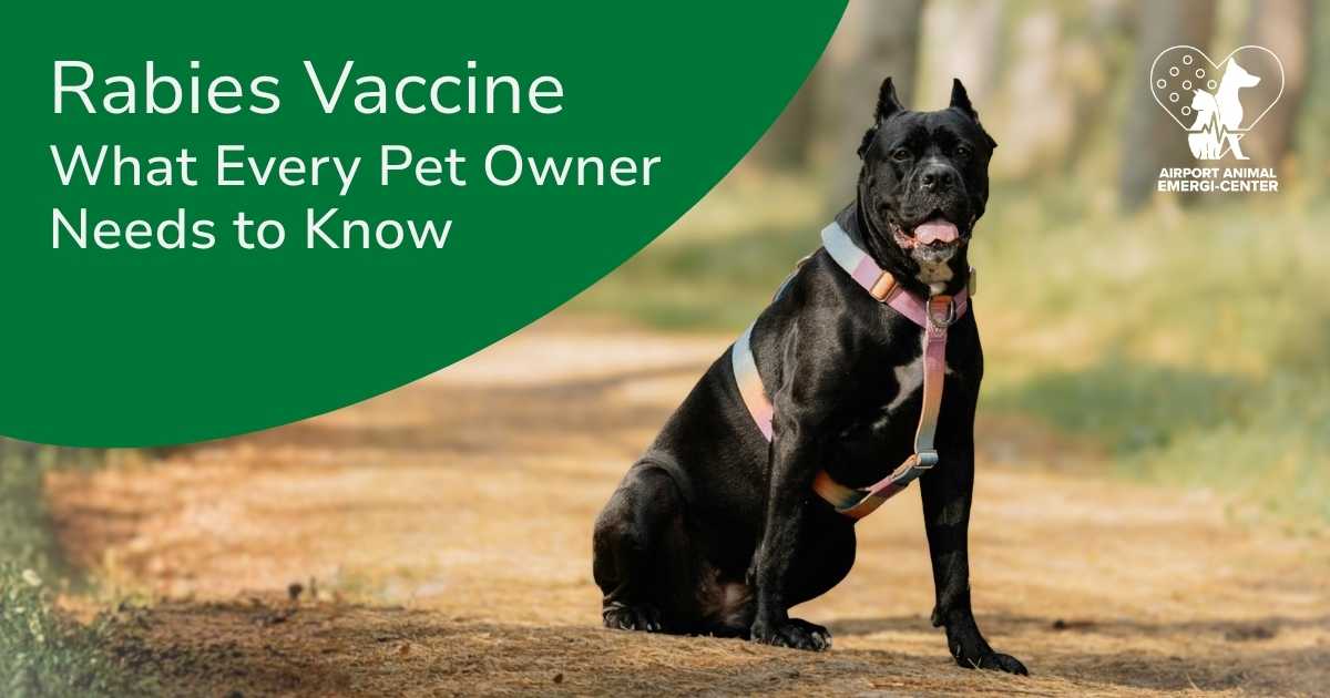 Why Your Pet Needs a Rabies Vaccine