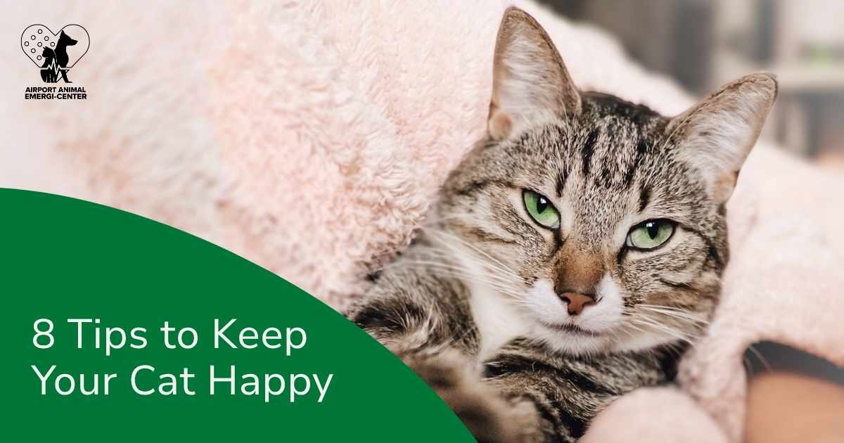 How to Keep Your Cat Happy