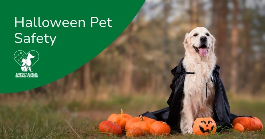 Halloween Pet Safety