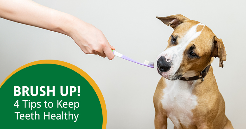 Brush Up on Your Pet’s Dental Health